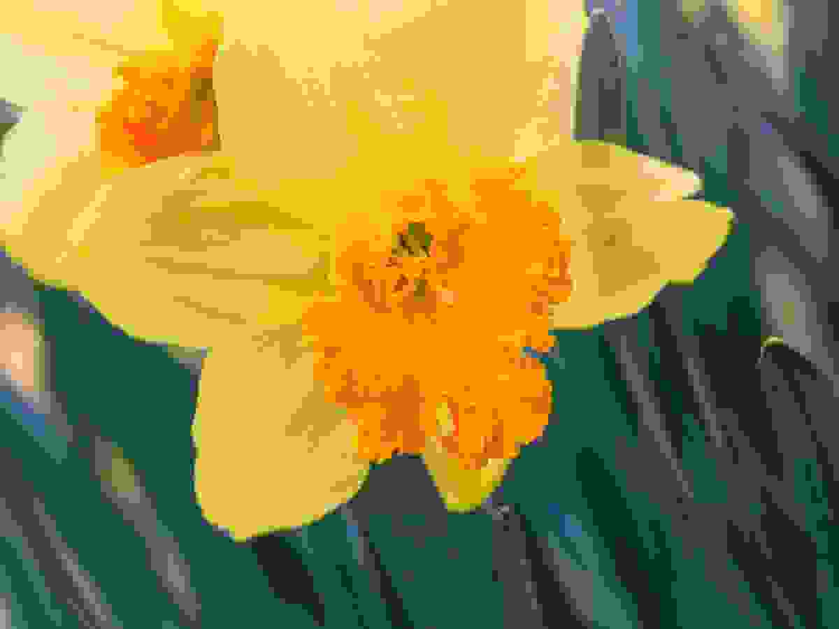 daffodil-4951454_1920.jpg