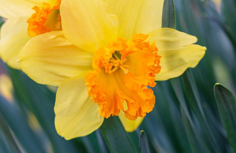 daffodil-4951454_1920.jpg